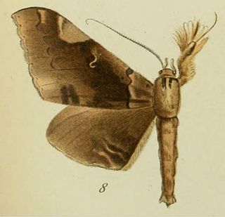 <i>Rougeotiana</i> Genus of moths