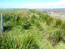 La végétation sur les dunes de Tréguennec à proximité du camp Todt