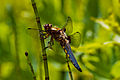 * Nomination Libellula depressa --Code 07:18, 6 August 2014 (UTC) * Decline Chromatic aberrations. DoF extremly shallow, leaving most of the insect unsharp. Sorry, not a QI. --Cccefalon 07:31, 6 August 2014 (UTC)