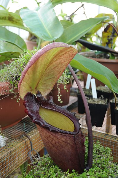 File:2008-1-1 cultivated Nepenthes rajah (126).jpg