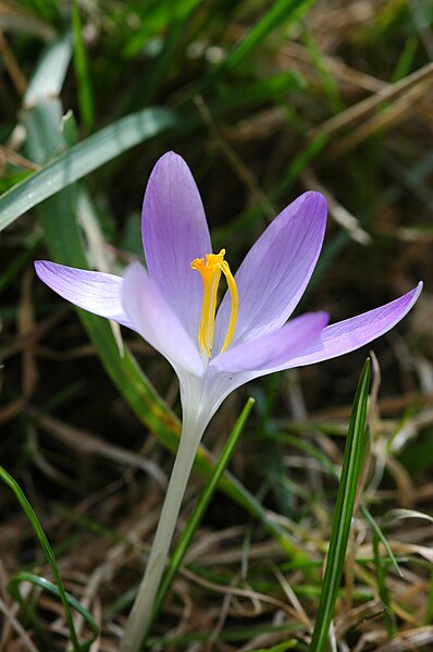 File:2010-03-16 (17) Crocus tommasinianus.jpg