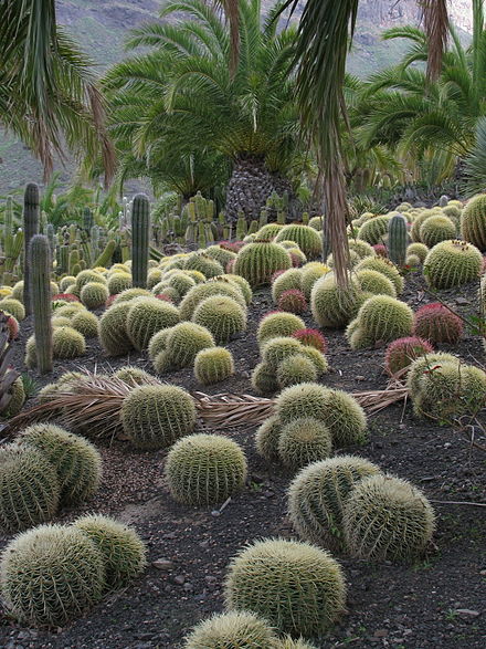 Cactus garden in La Aldea de San Nicolás, Gran Canaria.