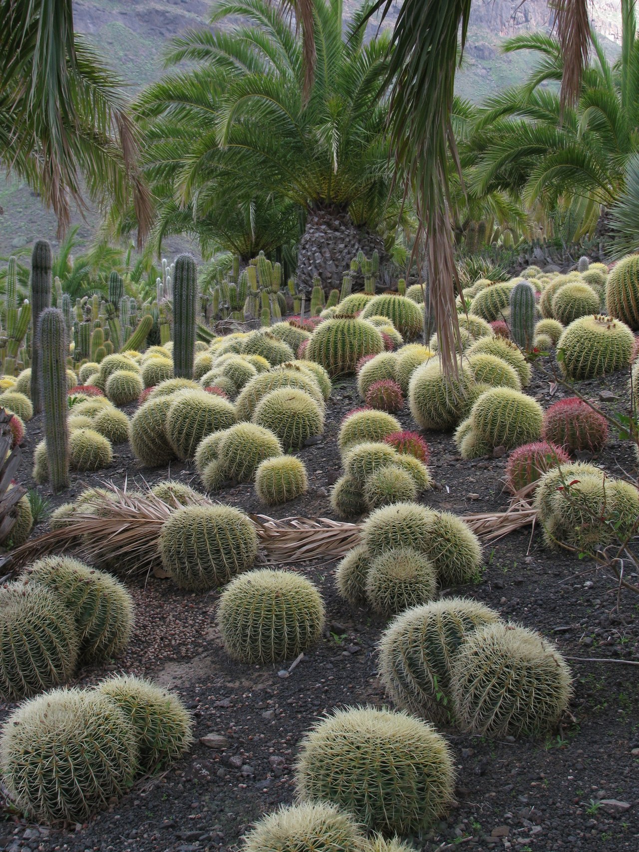 Cactus garden