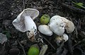 !Tricholoma album!