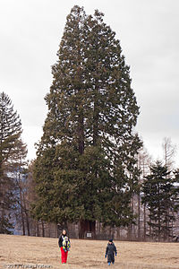 2013-02-24-Sequoia la Vladeasa- MG 9714.jpg