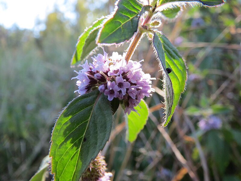 File:20130905Mentha arvensis04.jpg