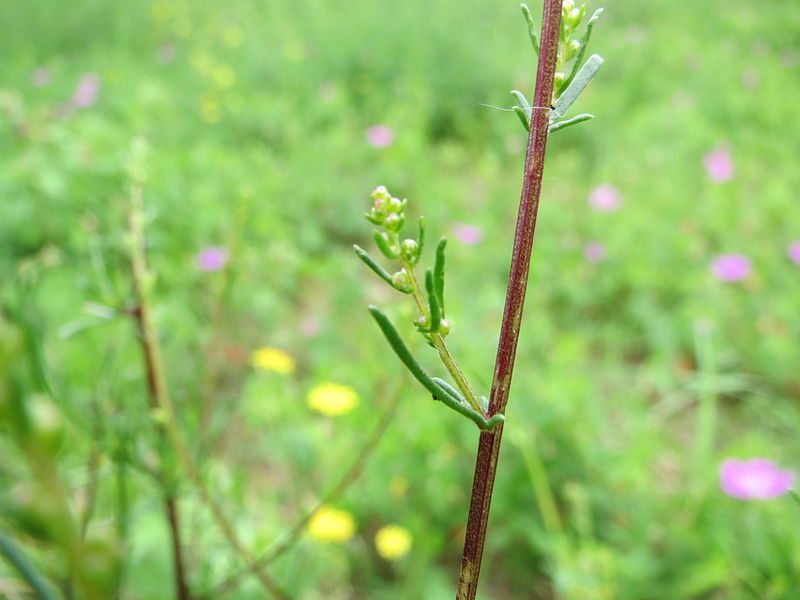 File:20140803Artemisia campestris3.jpg