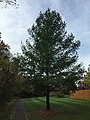 File:2015-08-07 17 35 09 Eastern White Pine cone in the Franklin Farm  section of Oak Hill, Virginia.jpg - Wikipedia