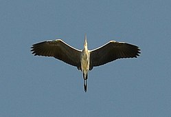 Ardea cinerea - Серая цапля