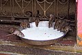 20191212 Szczury w Świątyni Karni Maty w Deśnok 1052 8152 DxO.jpg