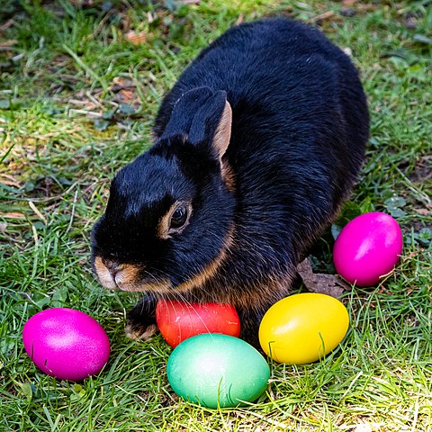 File:Easter Bunny.JPG - Wikipedia