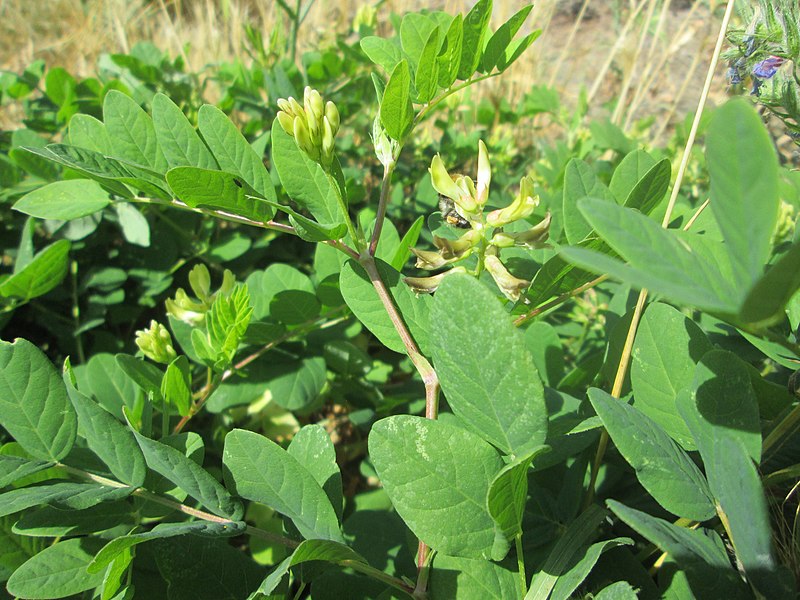 File:20200729Astragalus glycyphyllos1.jpg