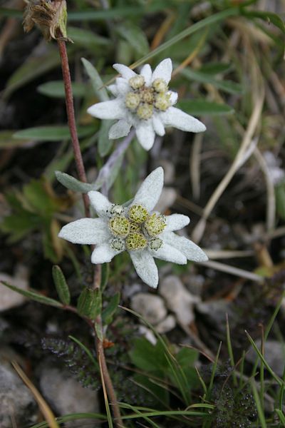 File:2 Leontopodium alpinum.JPG