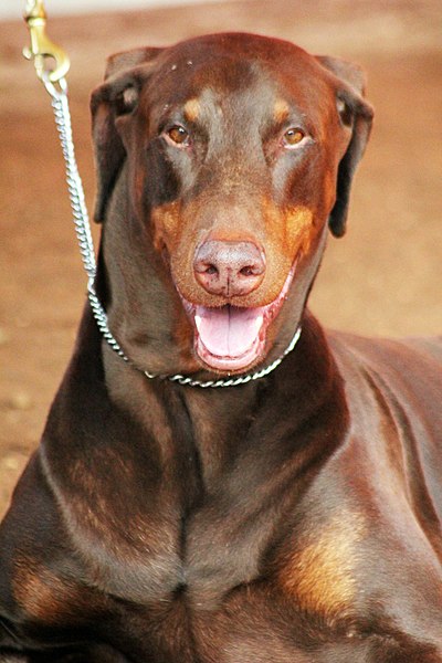 File:3155-doberman-brown (20492171512).jpg