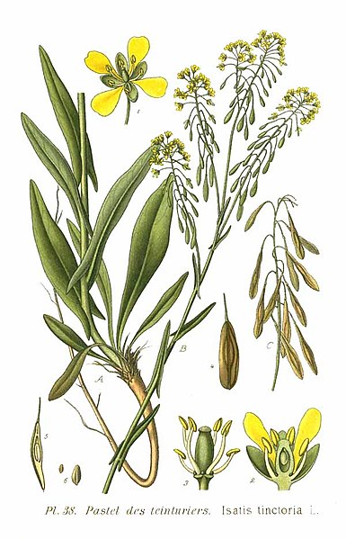 File:38 Isatis tinctoria L.jpg