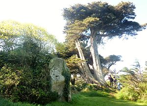 Menhir on the Île Tristan, behind to the right a Monterey cypress