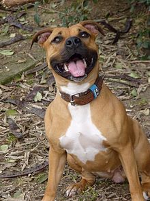 AMERICAN STAFFORDSHIRE TERRIER.jpg