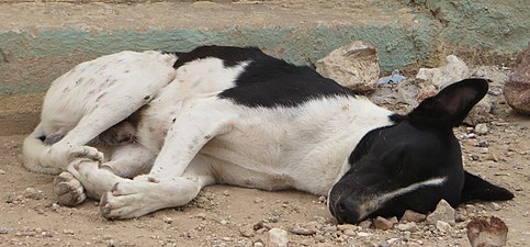 ASC Leiden - van de Bruinhorst Collection - Somaliland 2019 - 4666 - Sleeping dog on a street of Hargeysa (cropped).jpg