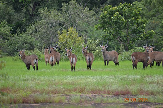 A Herd of Waterbuck At The Mole National Park - Savannah Region Northern Ghana Photograph: Sheihu Salawatia