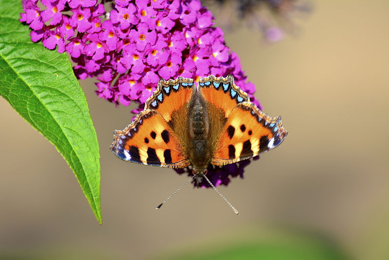 File:A Small Tortoiseshell Butterfly.JPG