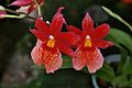 A and B Larsen orchids - Burrageara Nelly Isler 1038-7.jpg