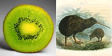 A kiwi is not a kiwi.jpg