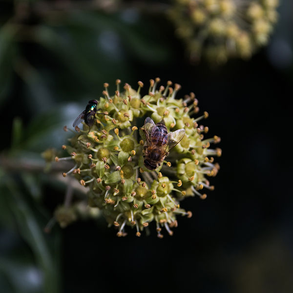 File:Abeille-Mouche à reflets métalliques-Pleney-20141015.jpg