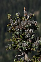 Mount Rainier National Park