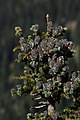 Abies lasiocarpa