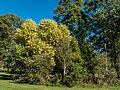 Acacia concurrens, 7th Brigade Park, Chermside, Queensland.