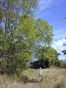 Acaciaauriculiformis1web.jpg