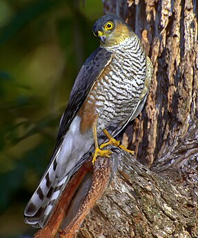 Épervier à cuisses rousses (Accipiter erythronemius)