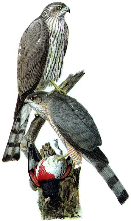 Sharp-shinned hawk, a small member of the Accipitrinae subfamily