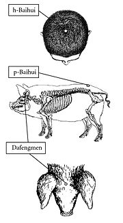 Thumbnail for Veterinary acupuncture