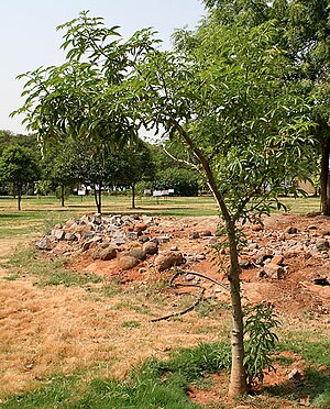 Adansonia digitata (Baobab)- young tree in Hyderabad W IMG 8273.jpg
