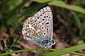 * Nomination Adonis blue butterfly (Polyommatus bellargus) male, Yoesden Bank, Buckinghamshire --Charlesjsharp 08:24, 25 June 2016 (UTC) * Promotion Ok for me --Hubertl 08:57, 3 July 2016 (UTC)