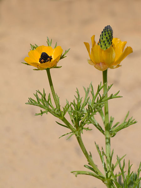 Adonis dentata 1.jpg