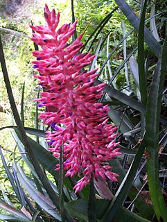 <i>Aechmea distichantha</i> species of plant