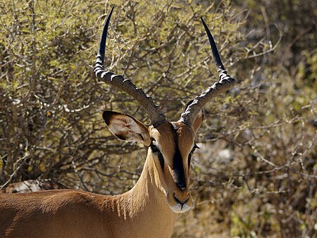 Aepyceros melampus petersi ♂.jpg