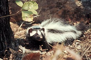 African polecat walking in leaves - DPLA - fa39b9e9bcf1097e237ba8b92922c4eb.jpg