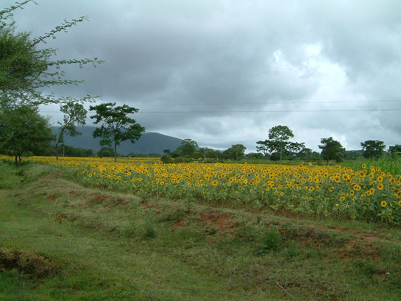 File:Agriculture India Sunflower Field.jpg