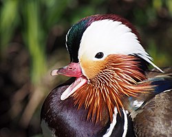Mandarin duck, Aix galericulata, male, calling