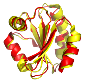 Structural alignment of thioredoxins from humans and the fly Drosophila melanogaster. The proteins are shown as ribbons, with the human protein in red, and the fly protein in yellow. Generated from PDB 3TRX and 1XWC. Alignment of thioredoxins2.png