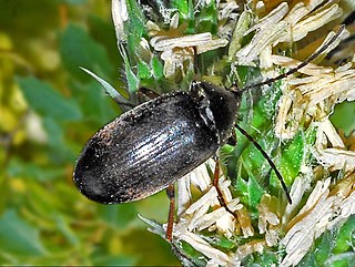 <i>Isomira hypocrita</i> Species of beetle