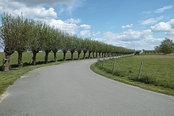 Kopfweidenallee in der Nähe von Freiburg an der Elbe