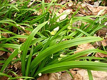 Allium paradoxum 26-04-2010 545.jpg