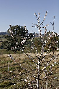Almond tree.jpg