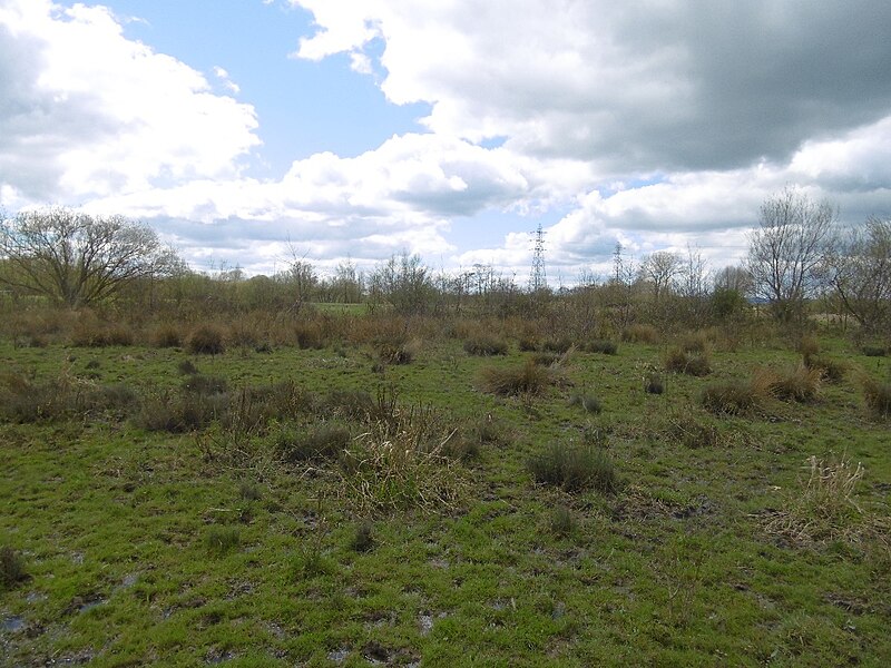 File:Alney Island wetland - geograph.org.uk - 5219977.jpg