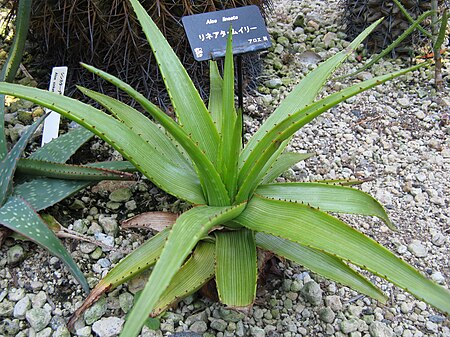 Aloe lineata