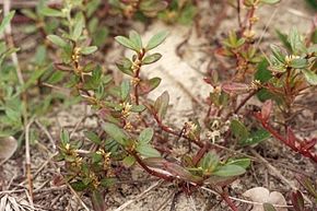 Beschrijving van de afbeelding Alternanthera maritima 1.jpg.